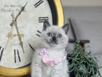 British Shorthair Bluepoint Dişi Erkek Yavrular