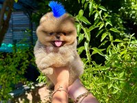 Orjinal Pomeranian Boo