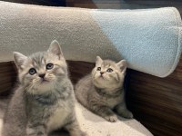 Yeni Yuvasına Gitmeye Hazır British Shorthair