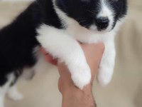 Efsane border collie yavrular