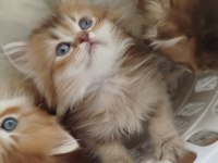 Safkan anne ve babadan british longhair