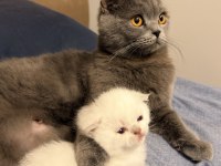 1 Aylık Kırık Kulak Scottish Fold