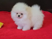 Sağlık Ve Irk Garantili Pomeranian Boo