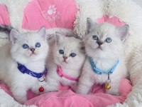 A Kalite Maviş Point British Shorthair Bebekleirm