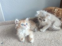Şecereli british longhair golden yavrular