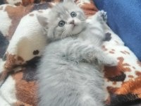 Pendik evden kedimiz