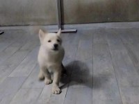 Erkek husky