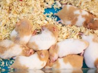 Aynı Gün Adrese Teslim Hamster Yavru ve Setleri