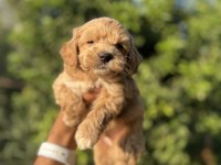 Maltipoo bebekler teacup