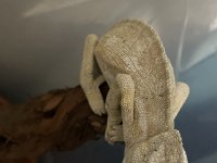 Genç anaç Chamaeleo chamaeleon Bukalemunu