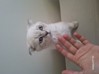 Yavru scottish fold kedisi