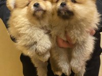 Pomeranian boo erkek 3 aylık