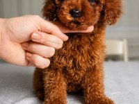 Sağlık Garantili Dişi Red Brown Toy Poodle
