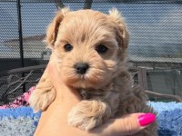 MALTİPOO YAVRULARI