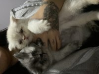 Kedilerimiz yeni yuvasını arıyor british longhair
