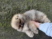 ÜST KALİTE AYICIK SURAT POMERANİAN BOO