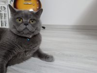 6 yaşında Kısıtlaştırılmış Aşıları tam kedimin