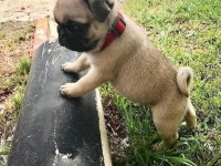 PUG YAVRULARIMIZ AİLELERİNİ BEKLİYOR