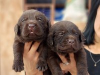 Çikolata Labrador