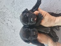 Cane Corso Köpeğimiz