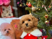 Maltipoo dişi köpeğimiz