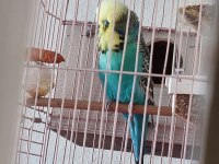 Jumbo 1 Çift Muhabbet kuşu Hazır eş