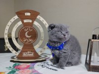 Dişi erkek british shorthair mevcuttur