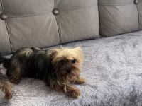 Safkan Yorkshire Terrier Dişi