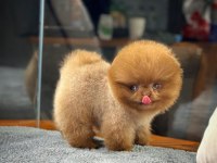 AA Kalite Safkan Pomeranian Oğlumuz