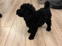 Toy poodle 2 aylık erkek çok akıllı wc eğitimli