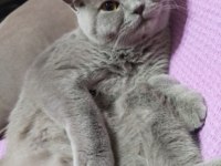 British shorthair dişi lilac