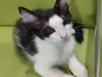 ÜCRETSİZ SAHİPLENDİRME 50 GÜNLÜK BEBEK ERKEK KEDİMİZ