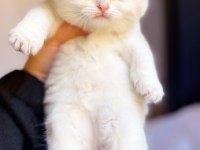 Ns11 dişi british longhair