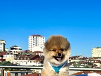 AYI SURAT POMERANİAN BOO YARU