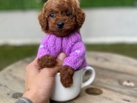 SAFKAN ORJİNAL KORE KURABİYE POODLE