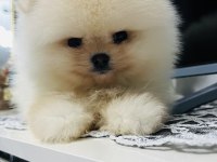 Pomeranian köpeğimiz