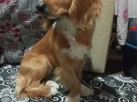 1,5 yaşında erkek sıfır boy saf kan İngiliz cocker