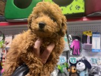 Irk Garantili Maltipoo