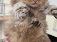 British Longhair Golden Dişi Yavru Kedimiz