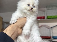 A kalite Top Kafa Dişi British Longhair Yavrumuz