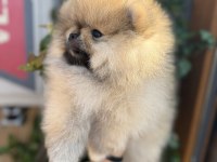 Pomeranian boo köpeğimiz