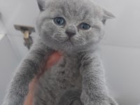 BLUE DİŞİ ERKEK BRITISH SHORTHAIR YAVRULARIMIZ