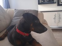 SATILIK YAVRU DOBERMAN