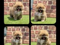 Sağlık Ve Irk Garantili Pomeranian