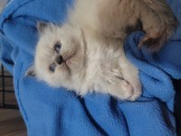 Himalayan cinsi kedimiz