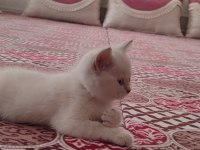BRİTİSH SHORTHAİR YAVRU