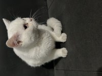 5 aylık pamuk beyazı güzel british shorthair oğlumuz