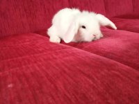 Satılık bir aylık lop tavşanları iki tane vardır