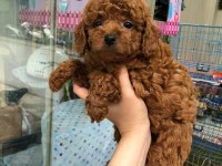 DÜNYA TATLISI POODLE YAVRULARI