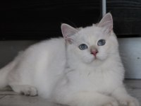 Golden point british longhair ve shorthair yavrular